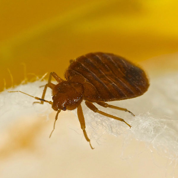 Bed Bug Treatments, Extermination