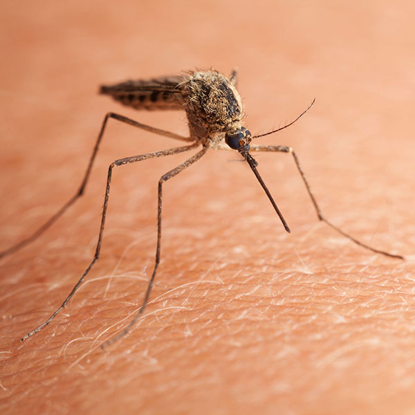 Mosquito Treatment & Extermination