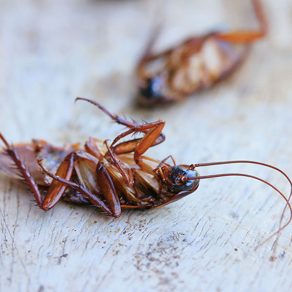 Roach Treatments and Prevention