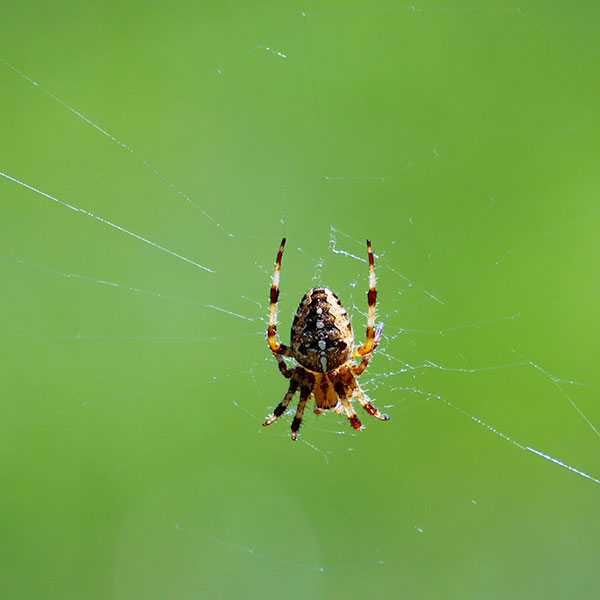 Spider Control Extermination