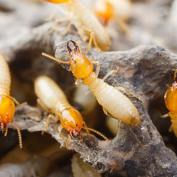 Termite Control Inspection