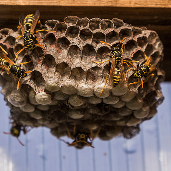 Wasp Hornet Bee Control Fairfax VA